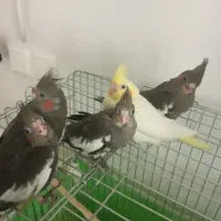 فروش عروس هلندی