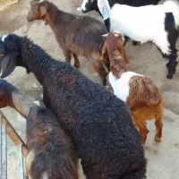 شیشک بره بز غاله نجدی قیمت مفت