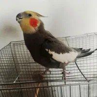 عروس هلندی بالغ فول دستی