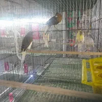 قنااریی قنا.ری شهر پرنده عمارلو