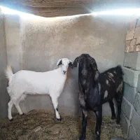 بز مری عربی|حیوانات مزرعه|زاهدان, |دیوار