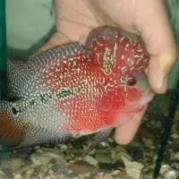 فلاور تایلندی رد دراگون و زدزد|ماهی|تهران, شهرک کوهسار|دیوار