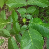 نهالستان دماوند|خدمات باغبانی و درختکاری|میاندوآب, |دیوار