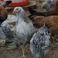 مرغ تخم گذار