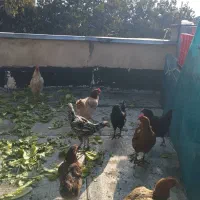 مرغ و خروس فروشی|حیوانات مزرعه|تهران, بازار|دیوار