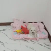 سگ پامر