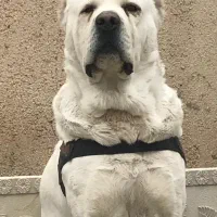 آلابای غول پیکر|سگ|تهران, دارآباد|دیوار