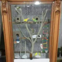طوطی کوتوله جفت مولد و عروس هلندی مولد کار داده|پرنده|اصفهان, پروین|دیوار