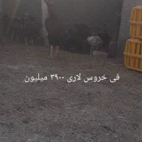 خروس و مرغ لاری افغان نوک طوطی