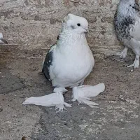 کبوتر زینتی