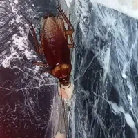 از بین بردن حشرات ساس ها وسوسک ها با ضمانت یک ساله|خدمات نظافت|تهران, فلاح|دیوار