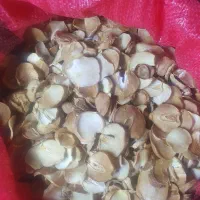 موسیر کوهی خشک