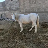 مادیان شش ساله سرحال مست|اسب و تجهیزات اسبسواری|بجنورد, |دیوار