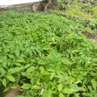 شیتیل گوجه فرنگی