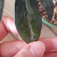 زاموفیلیا بلک ابلق خوشرنگ|گل و گیاه طبیعی|هشتگرد, فاز ۷ مهستان|دیوار