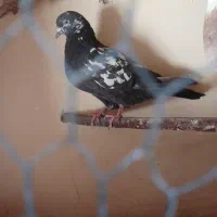 کبوتر سالم