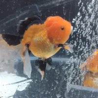 گلدفیش گریدAA|ماهی|قم, علی آباد سعدگان|دیوار