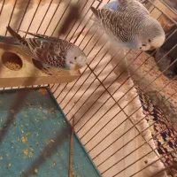 مرغ عشق|پرنده|رشت, لاکان|دیوار