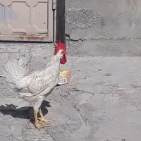 خروس