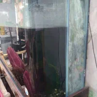 آکواریوم شیشه خم|ماهی|قم, چهار مردان|دیوار