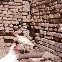 جوجه بوقلمون بیوتی