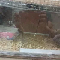 دستگاه جوجه کشی