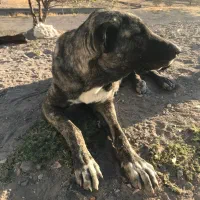 سگ سرابی ماده