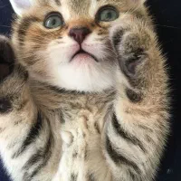 گربه خانگی|گربه|تبریز, |دیوار