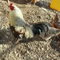 فروش خروس محلی