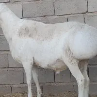 ۲قوچ به قیمت بره قوچی و ۷میش دورگ  اسفدن