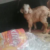 بزغاله شیری