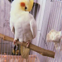 واگذاری عروس هلندی نر سخنگو دستی و باهوش