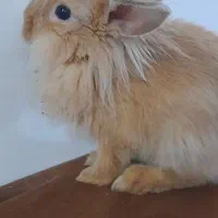 خرگوش‌های لوپ اصل هلندی