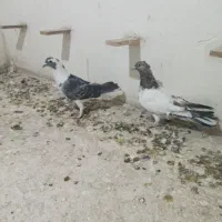 سینه سرخ  سفید  سبز.کله دم. ساده سبز|پرنده|شیروان (خراسان), |دیوار