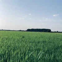 برنج طارم هاشمی اعلا