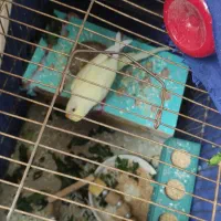 مرغ عشق نر بالغ