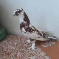 کبوتر    مرغ عشق