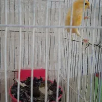 جفت قناری جوون