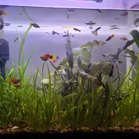 آکواریوم|ماهی|پیرانشهر, |دیوار