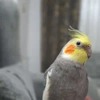 عروس هلندی نر