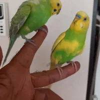 مرغ عشق دستی