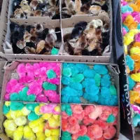 جوجه رنگی ، گلپایگانی ،لهستانی ،گردن لختی، سلطان