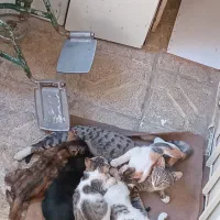 بچه گربه ۳ ماهه خونگی