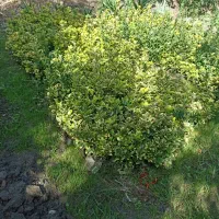 فروش شمشادهای طلایی یا ابلق، همیشه سبز، سیکاس و.|گل و گیاه طبیعی|نشتارود, |دیوار