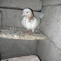 کفترها خوبن|حراج|آق قلا, |دیوار