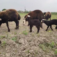 بره شیری نرو ماده