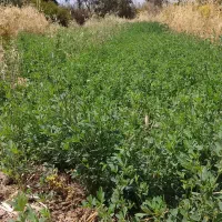یونجه|کالسکه و لوازم جانبی|جیرفت, |دیوار