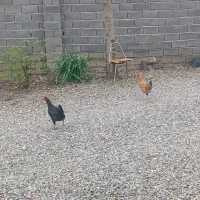 مرغ محلی|حیوانات مزرعه|خان ببین, |دیوار