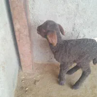 خریدوفروش بره شیری وبزغاله شیری|حیوانات مزرعه|تربتحیدریه, باغ سلطانی|دیوار