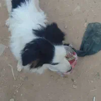 سلام یک سگ نژاد تربیت شده به فروش میرود